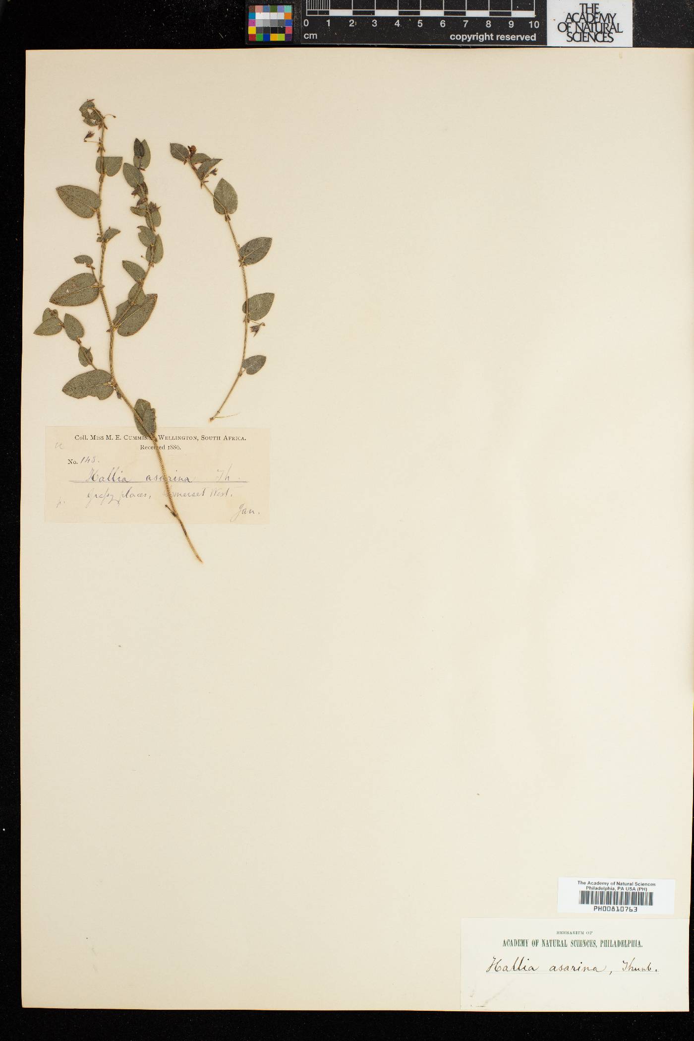 Psoralea asarina image