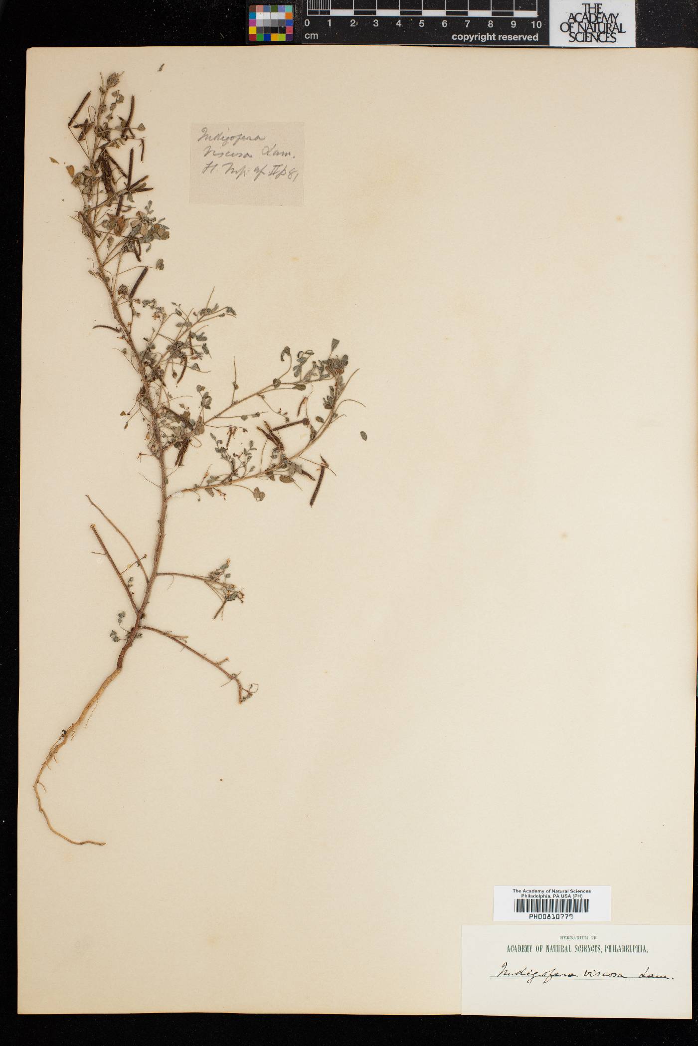 Indigofera colutea image