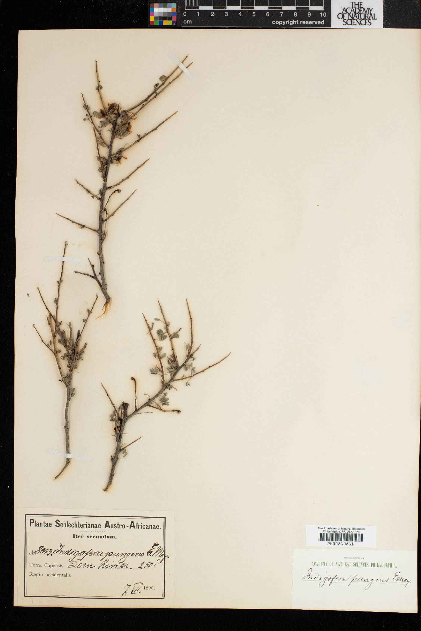 Indigofera pungens image