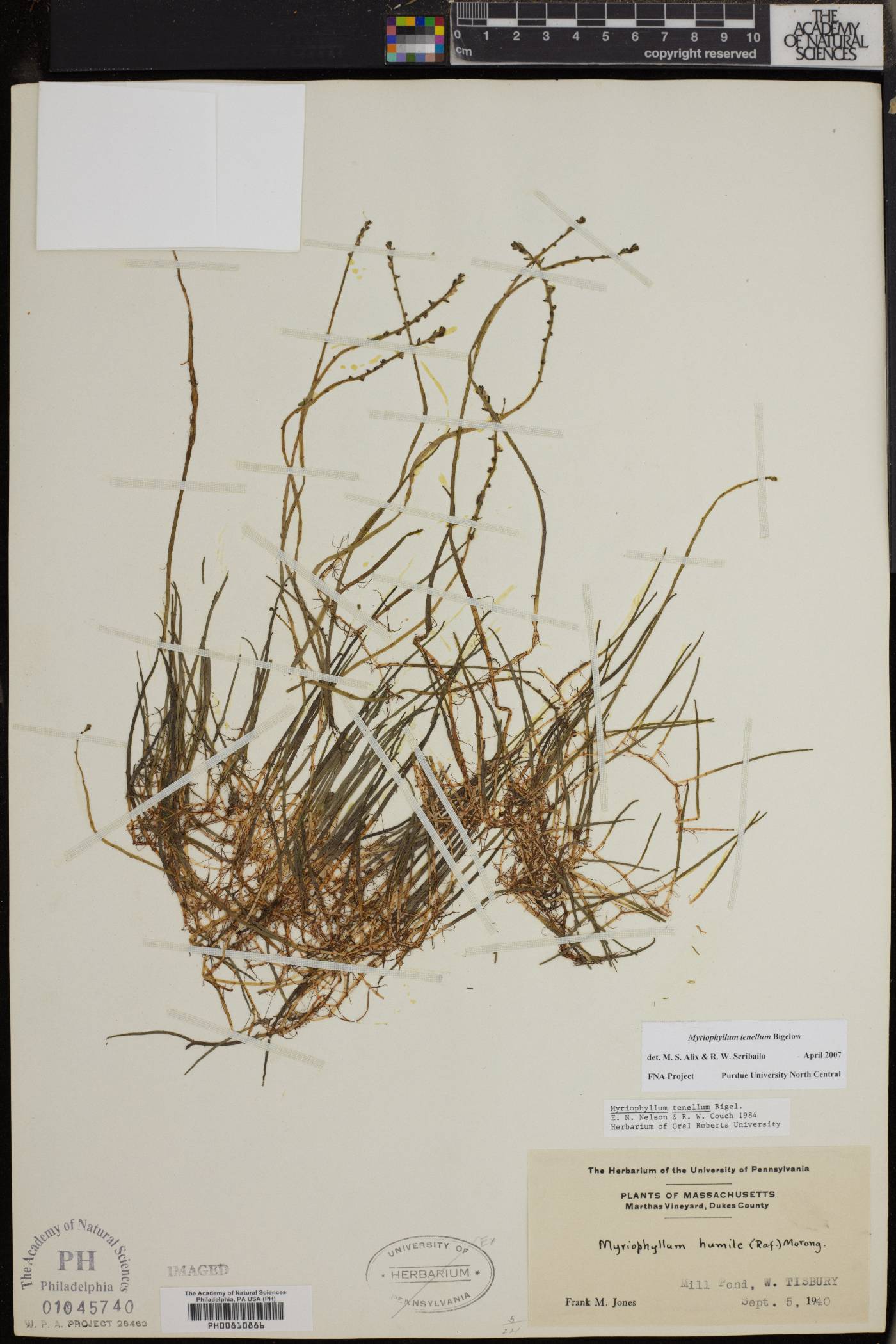 Myriophyllum tenellum image