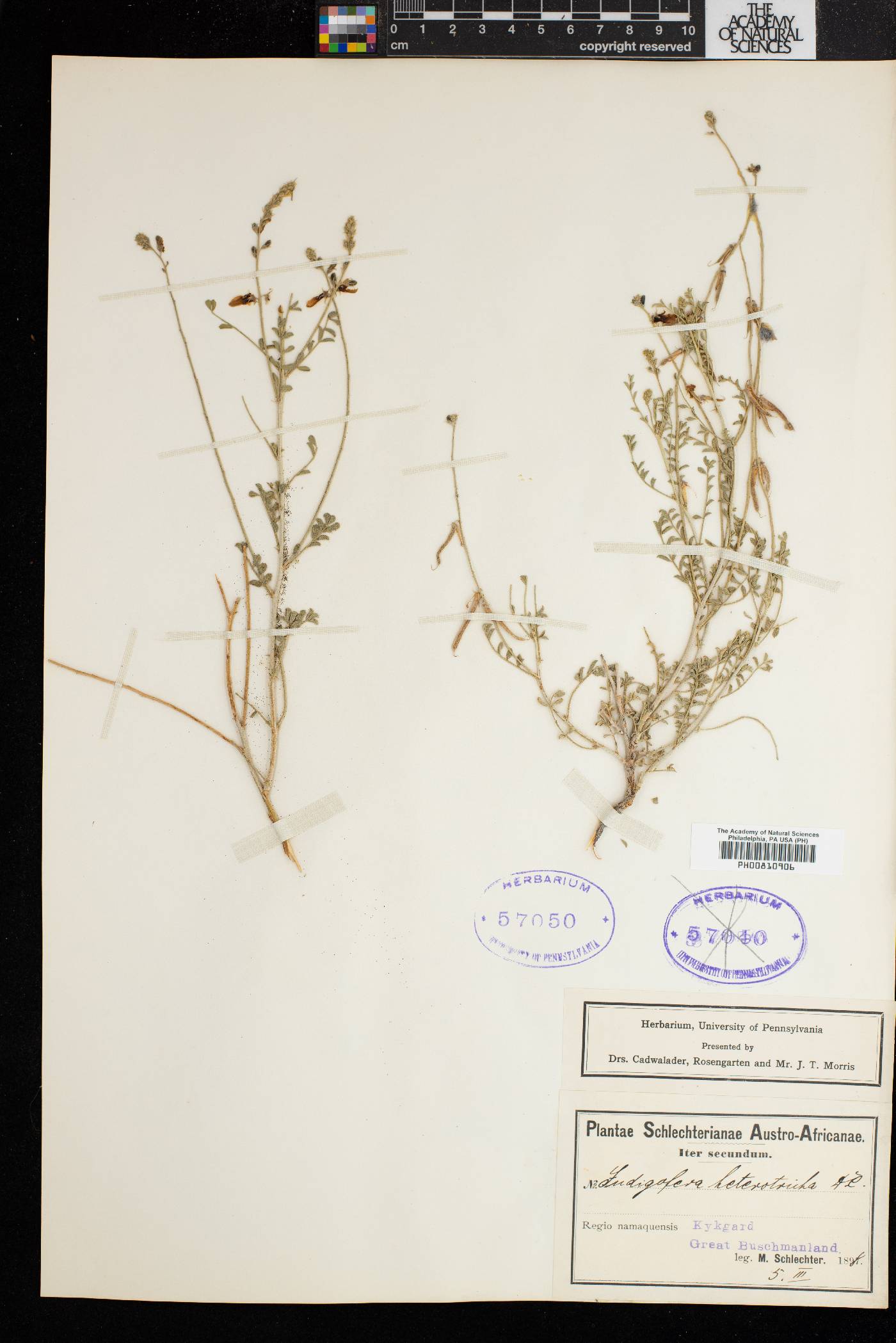 Indigofera heterotricha image