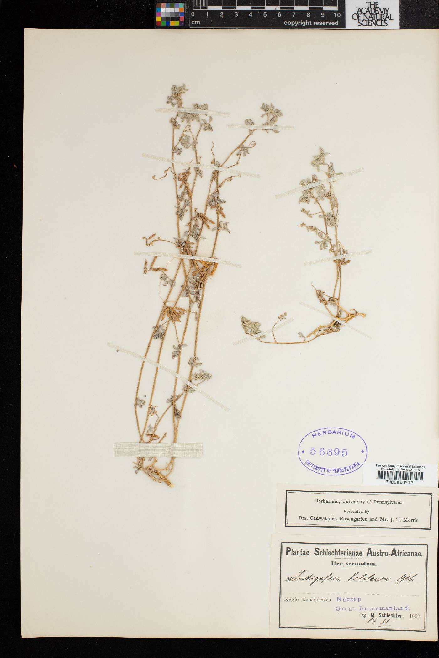 Indigofera hololeuca image
