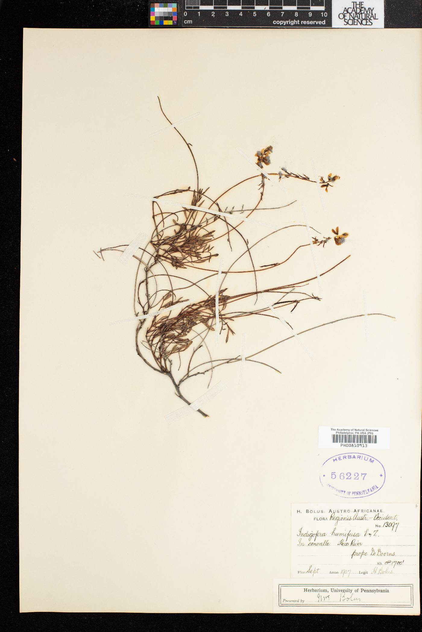 Indigofera humifusa image