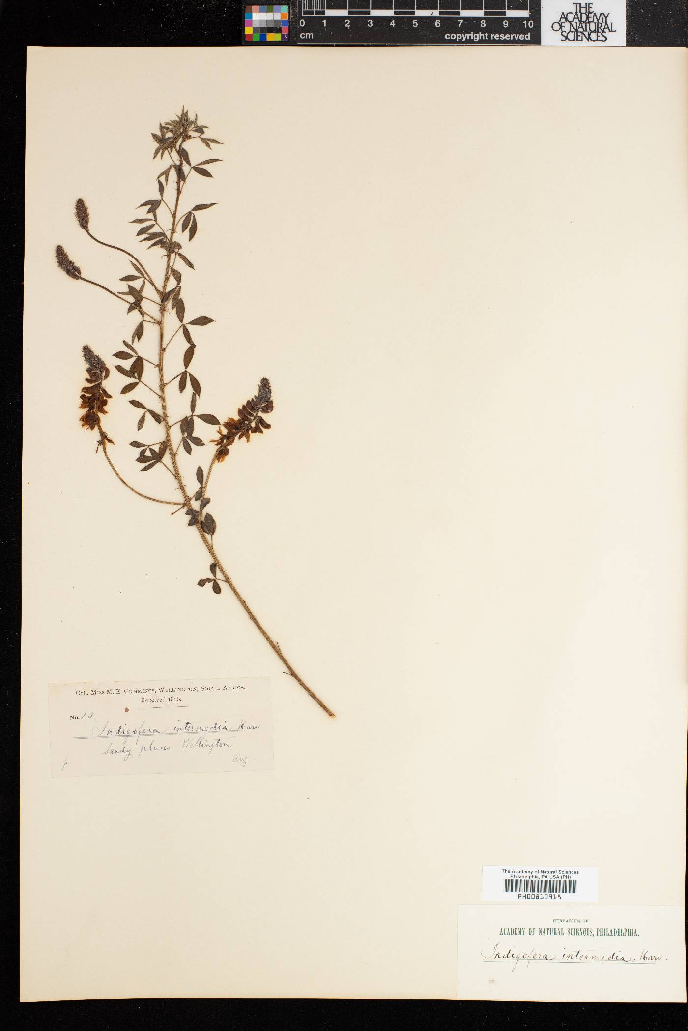 Indigofera intermedia image