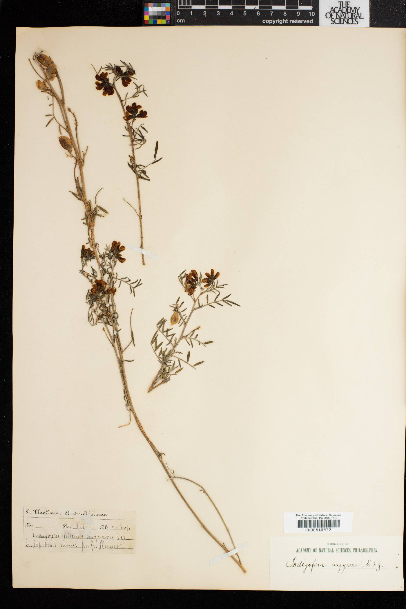 Indigastrum niveum image