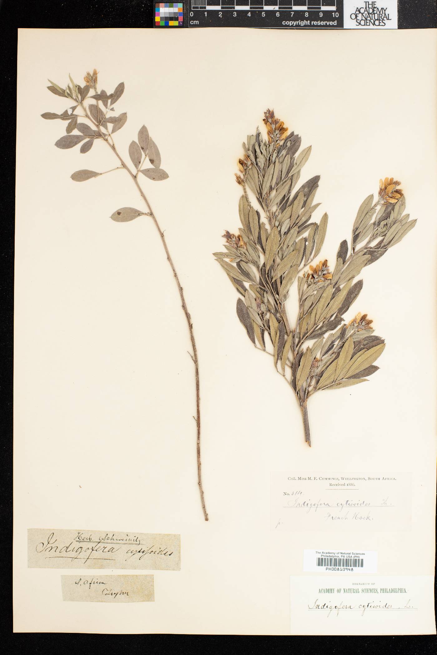 Indigofera cytisoides image