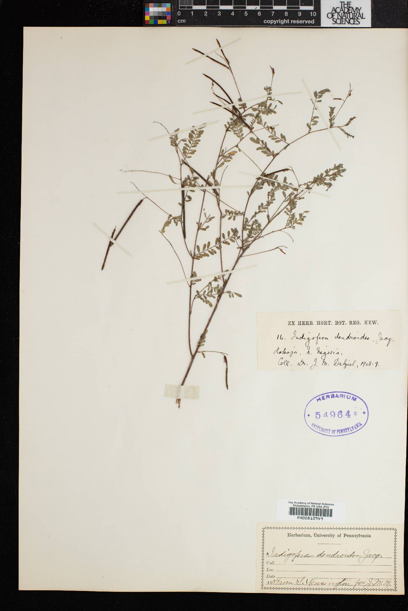 Indigofera dendroides image