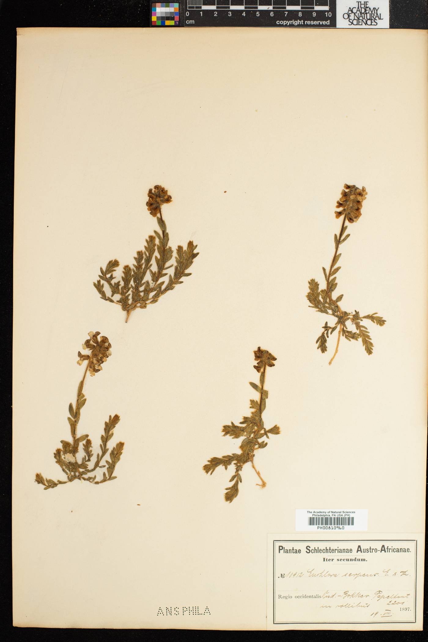 Euchlora hirsuta image