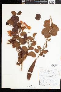 Bauhinia galpinii image