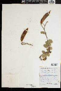 Bauhinia tomentosa image