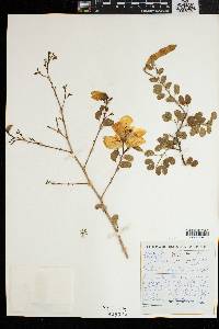 Bauhinia tomentosa image