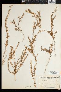 Liparia angustifolia image