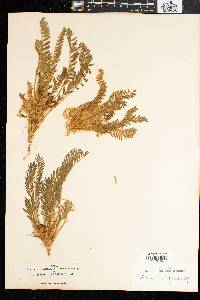 Astragalus caprinus subsp. caprinus image