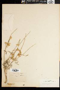 Image of Astragalus aberrans