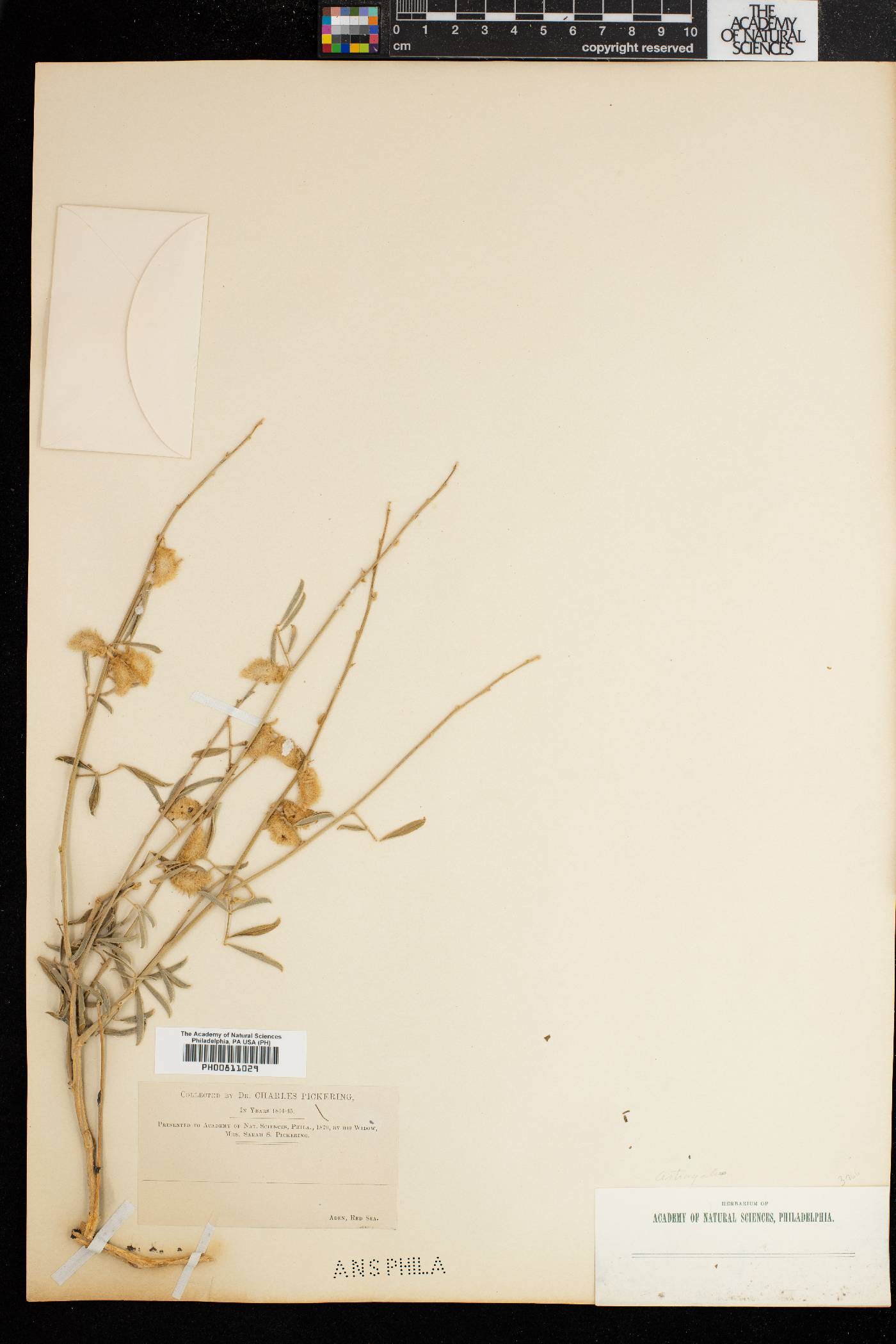 Astragalus aberrans image
