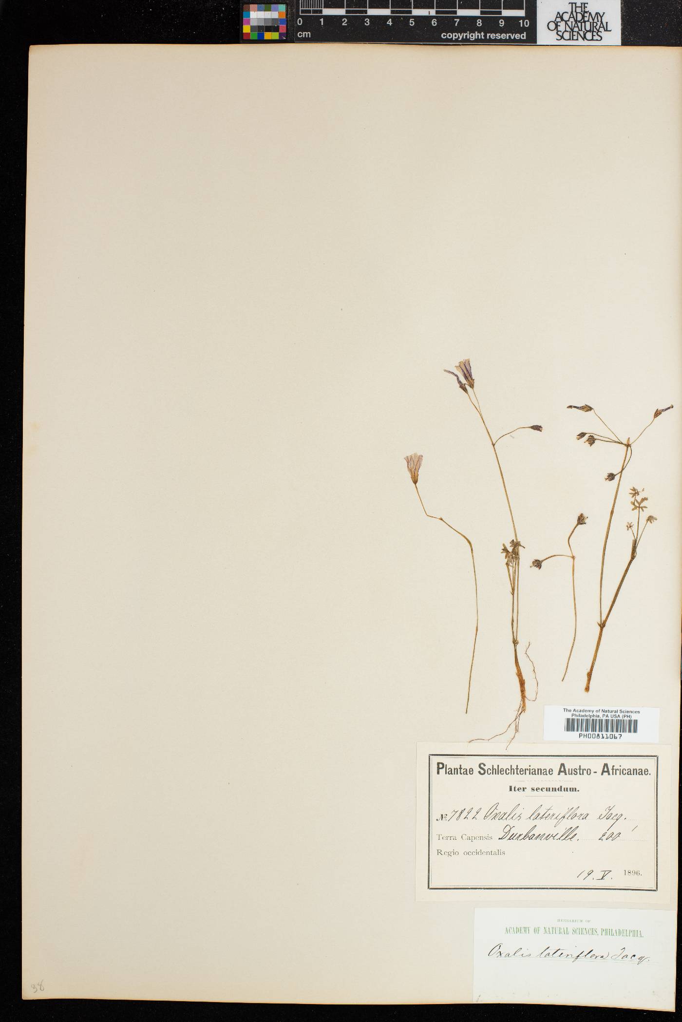 Oxalis livida var. altior image