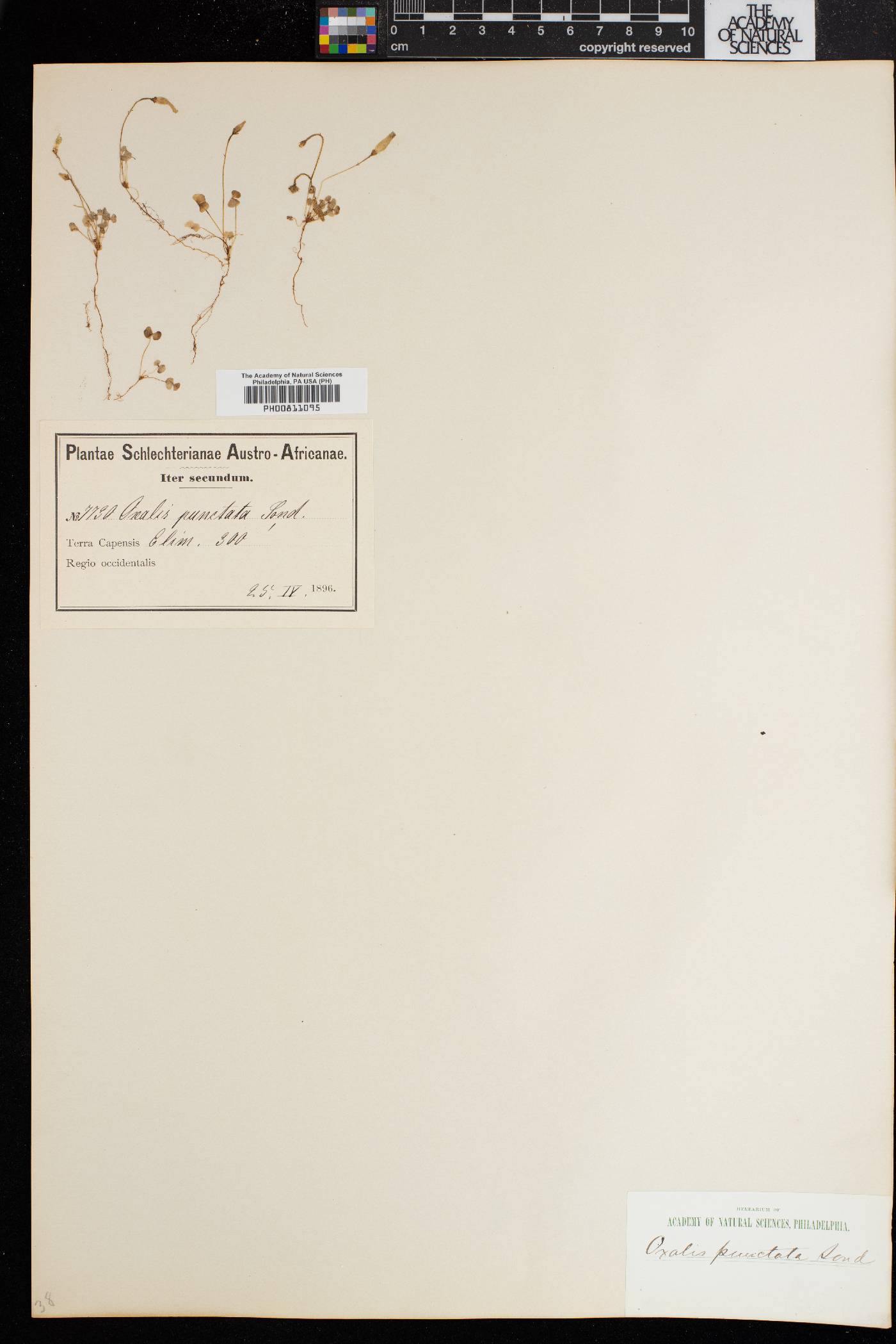 Oxalis punctata image