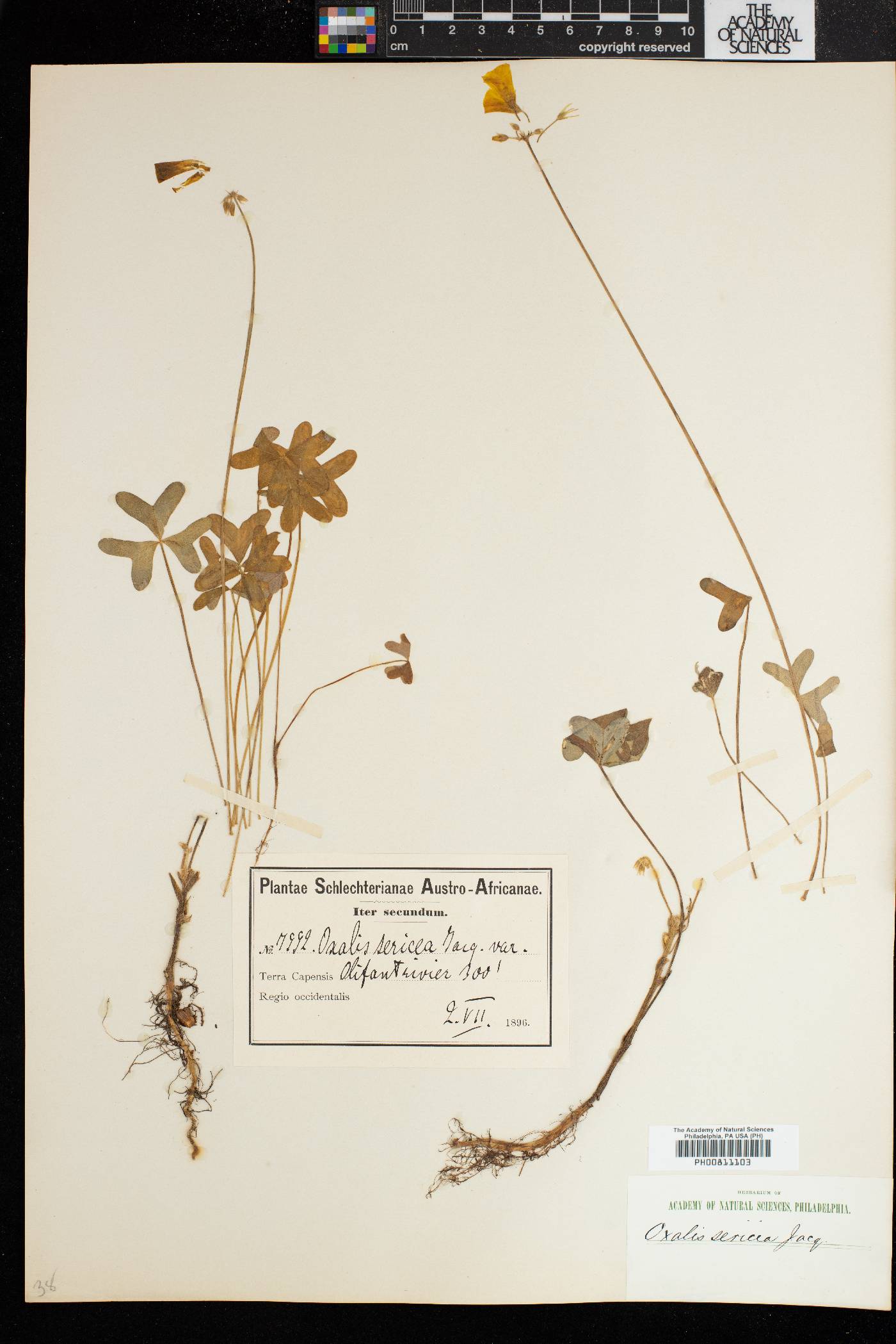 Oxalis sericea image