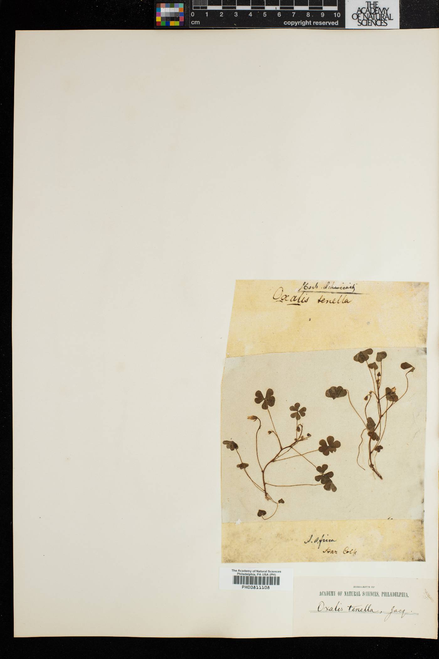 Oxalis tenella image
