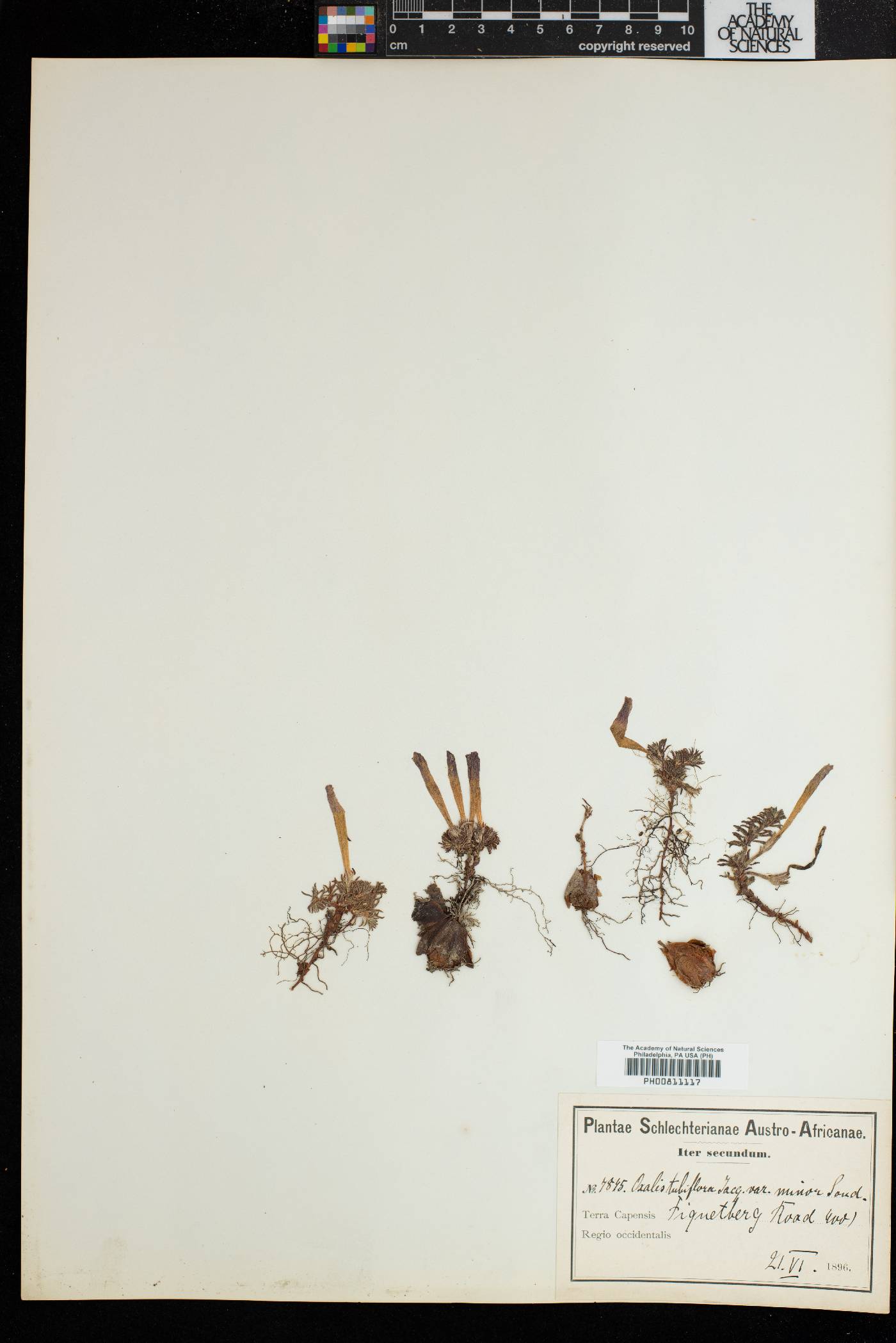 Oxalis hirta var. tubiflora image