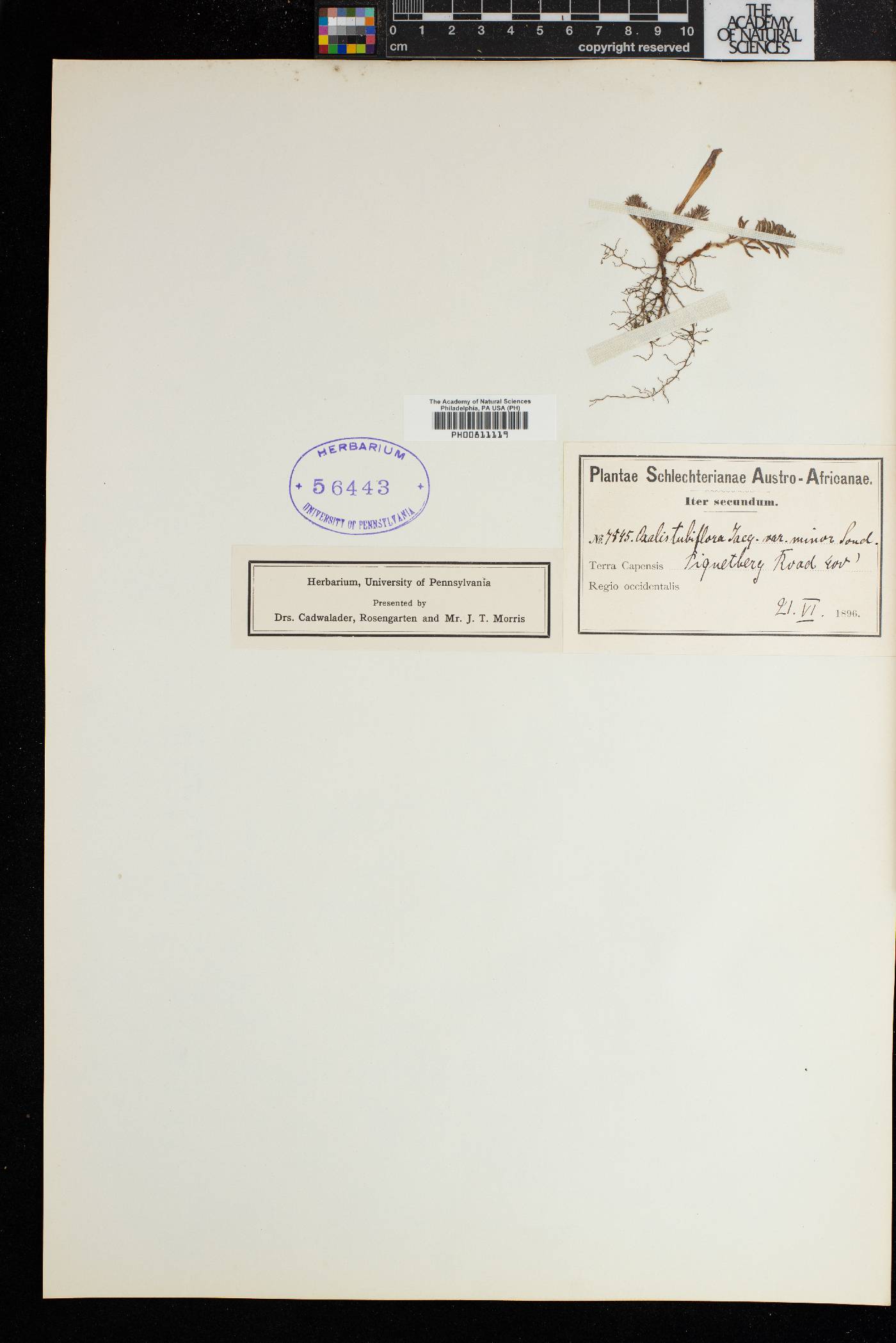 Oxalis hirta image