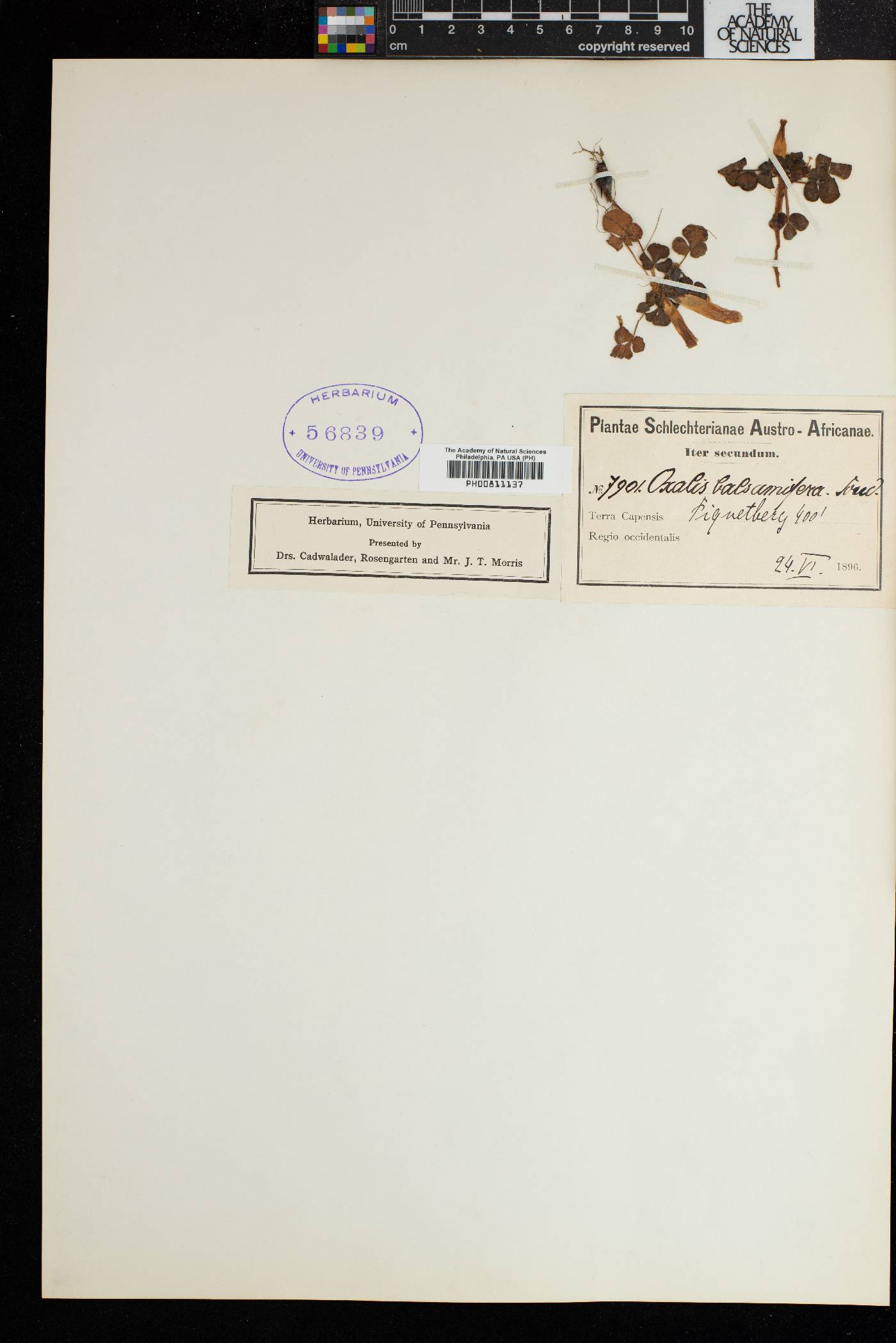 Oxalis luteola image
