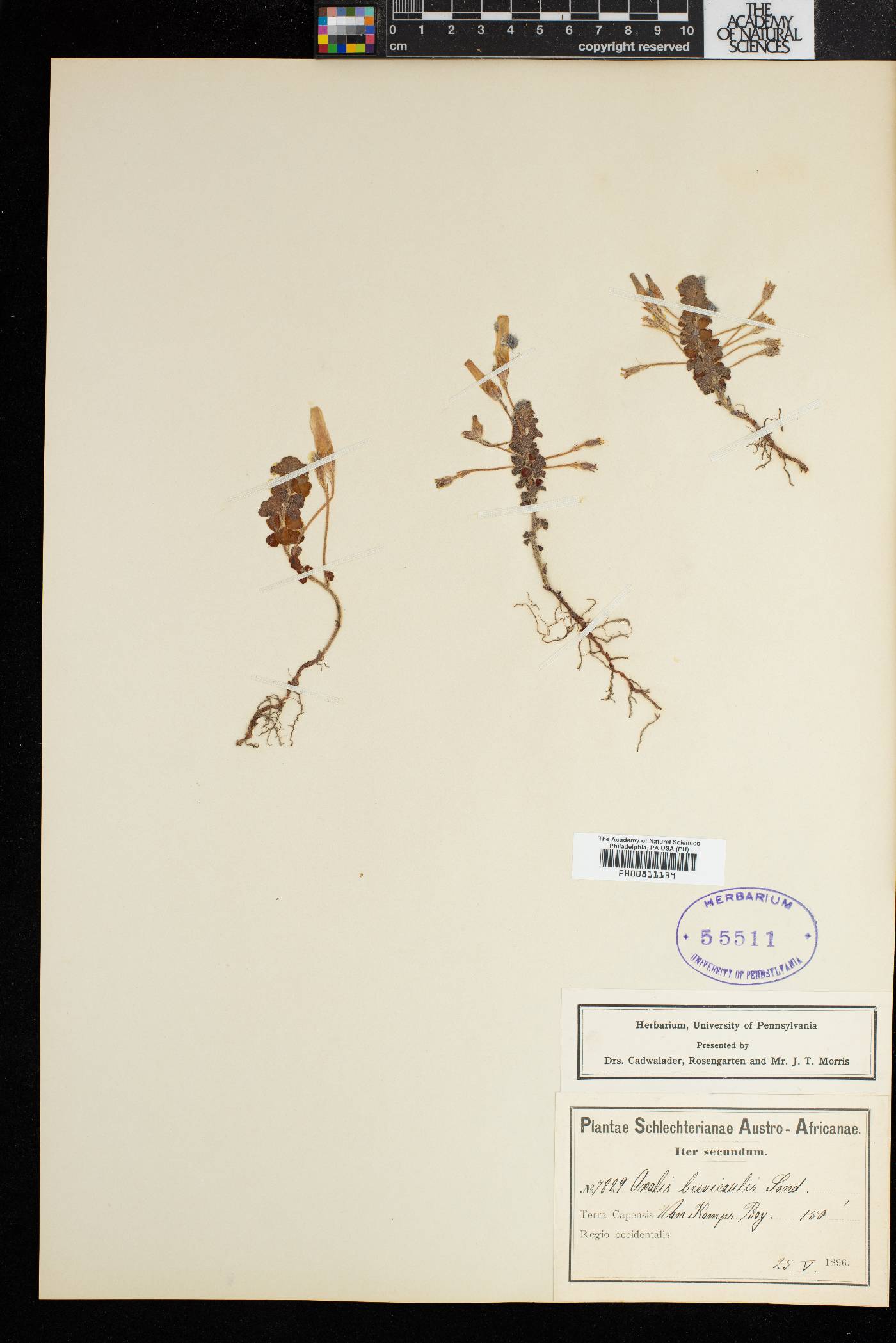 Oxalis brevicaulis image