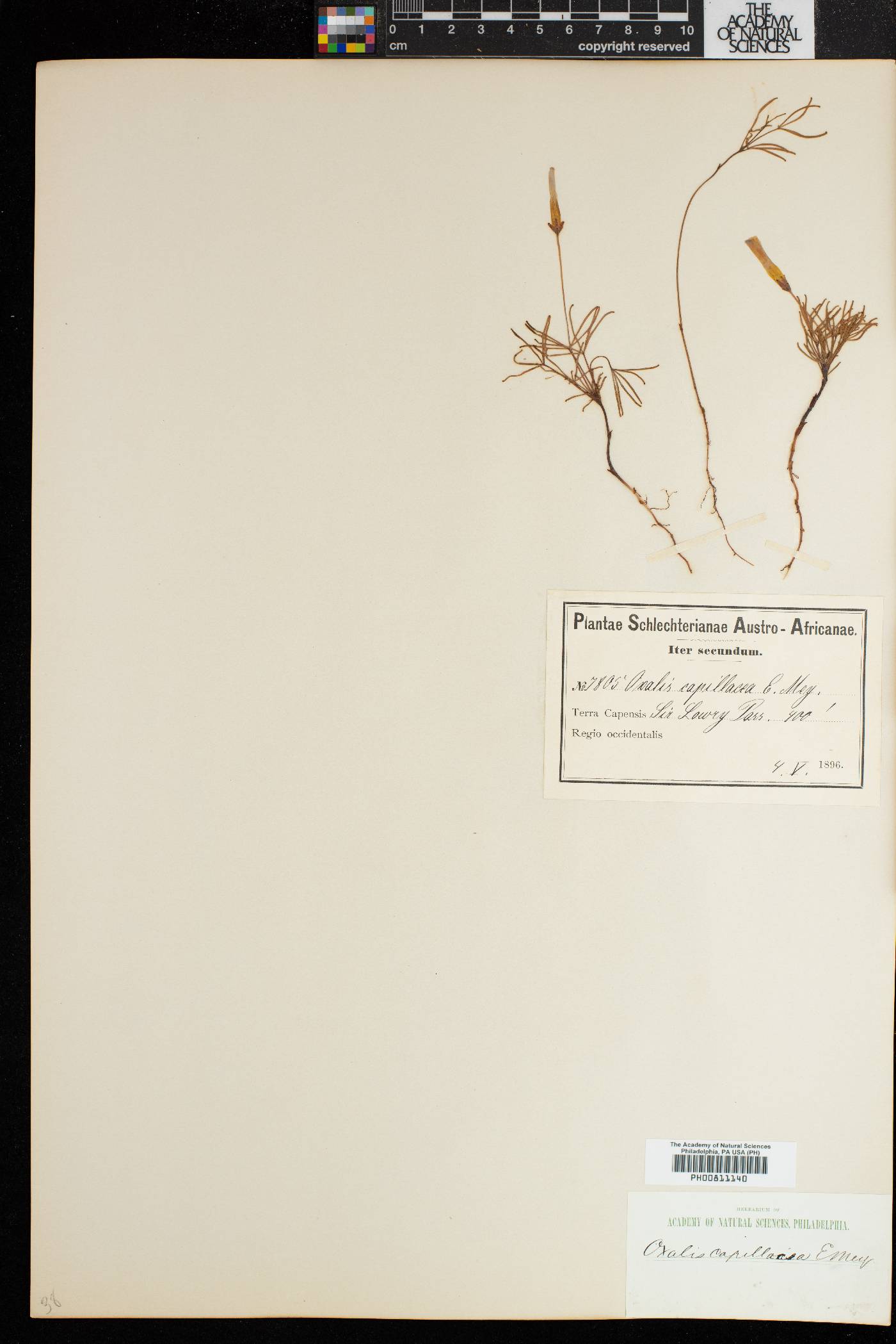 Oxalis capillacea image