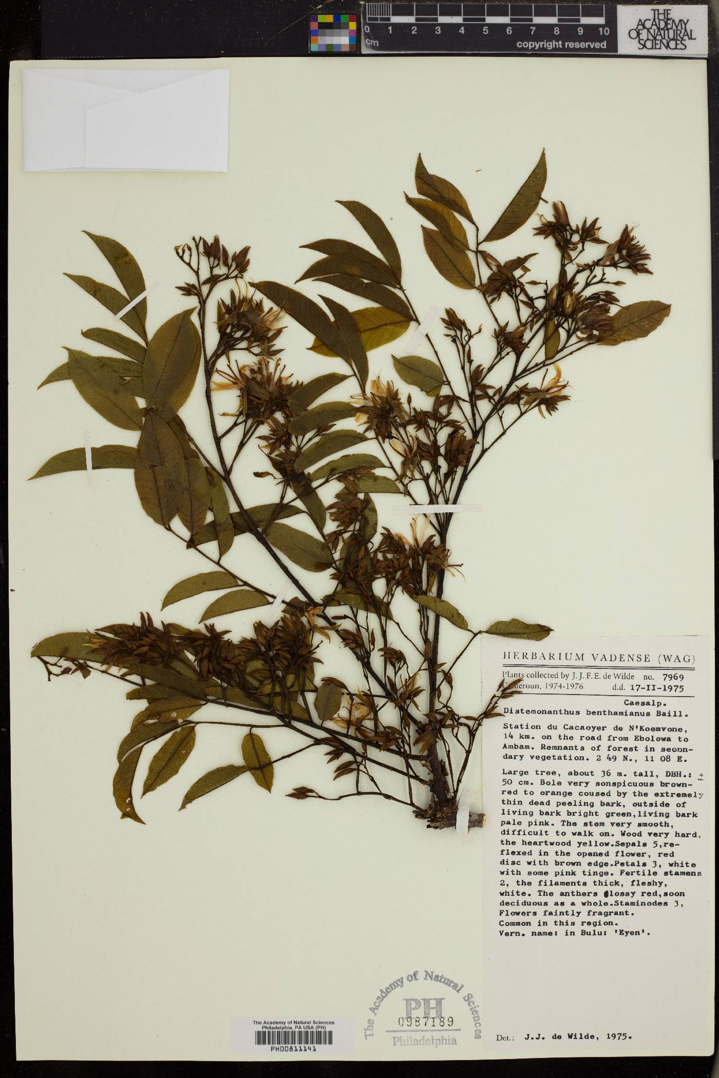 Distemonanthus image