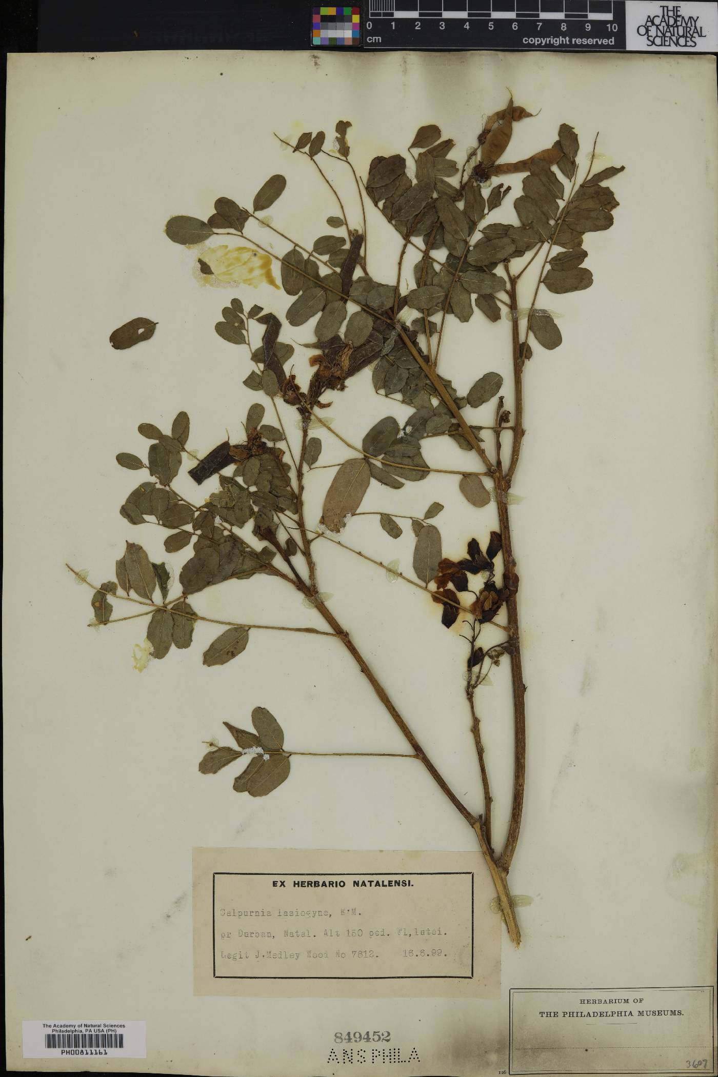 Calpurnia aurea subsp. aurea image