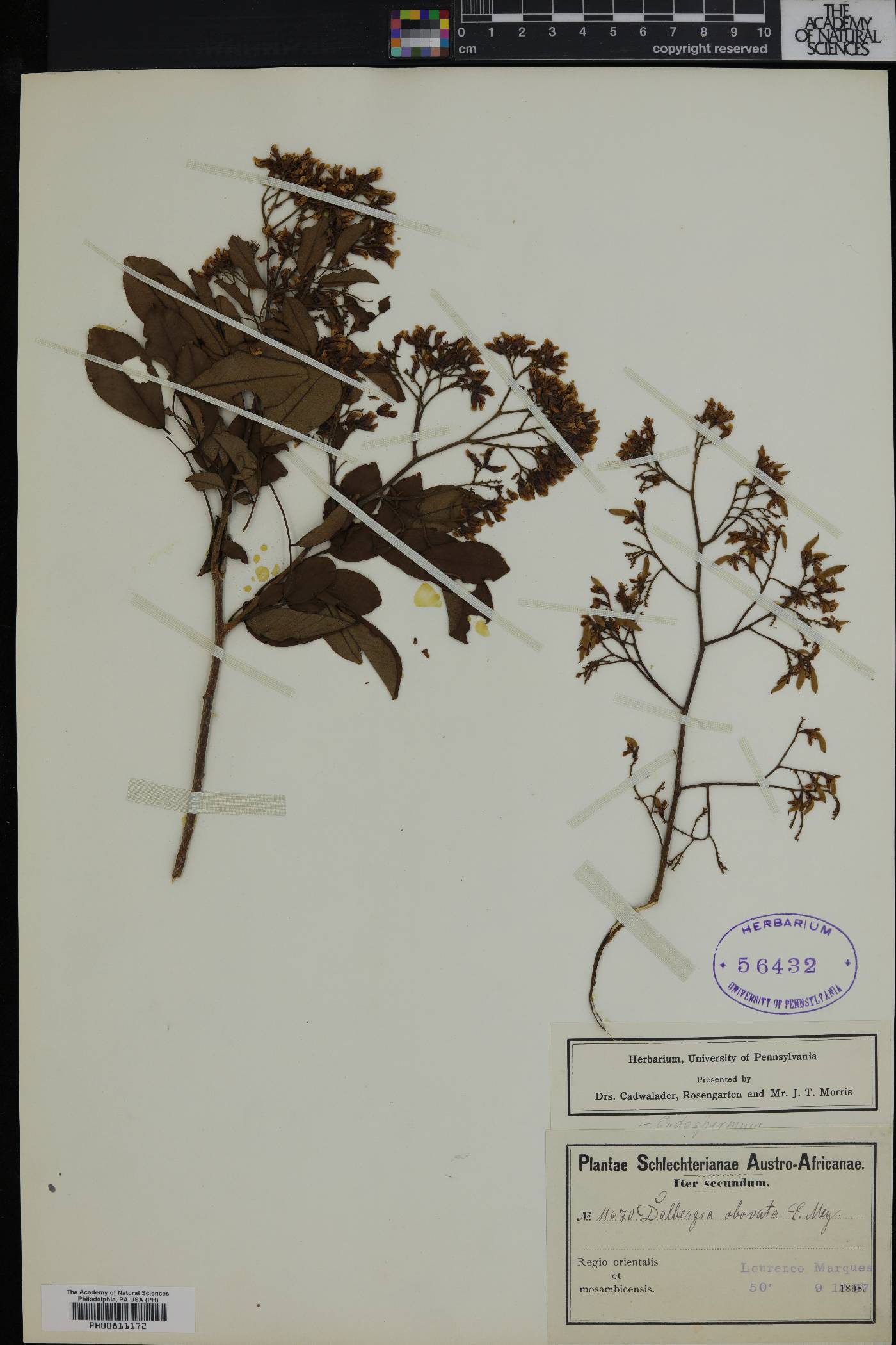 Dalbergia obovata image