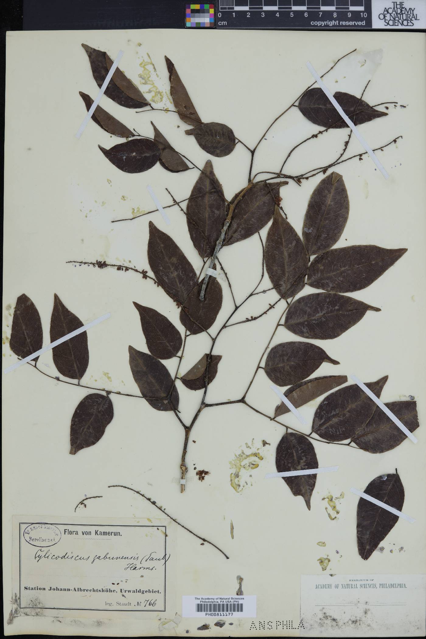 Cylicodiscus gabunensis image