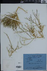 Image of Crotalaria aegyptiaca