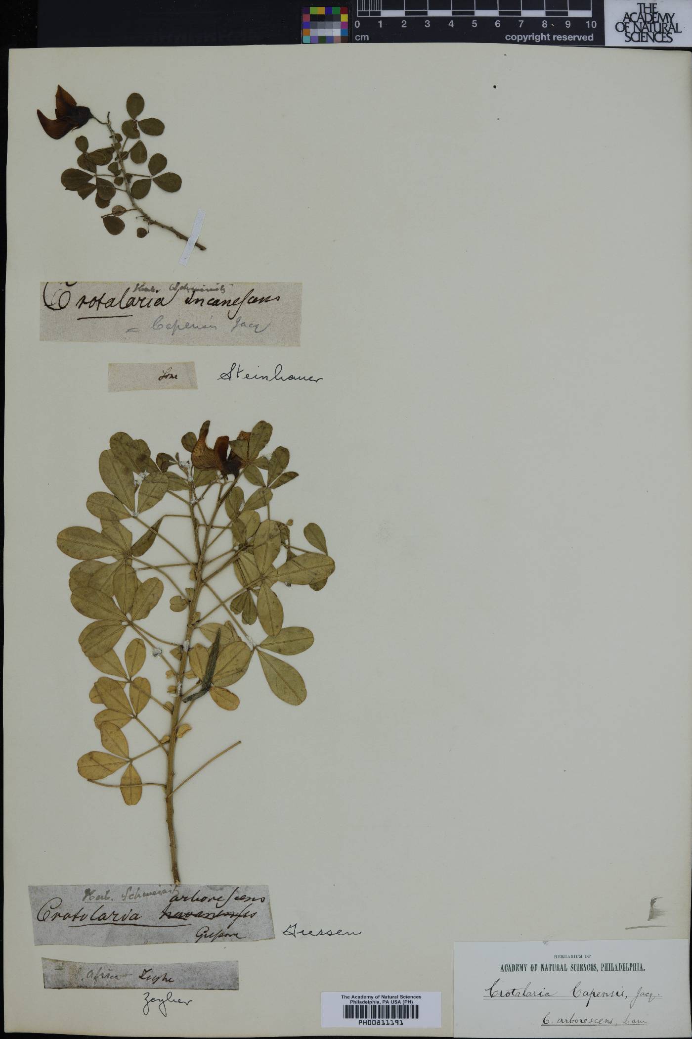 Crotalaria capensis image