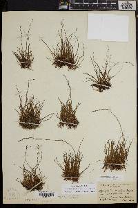 Myriophyllum tenellum image