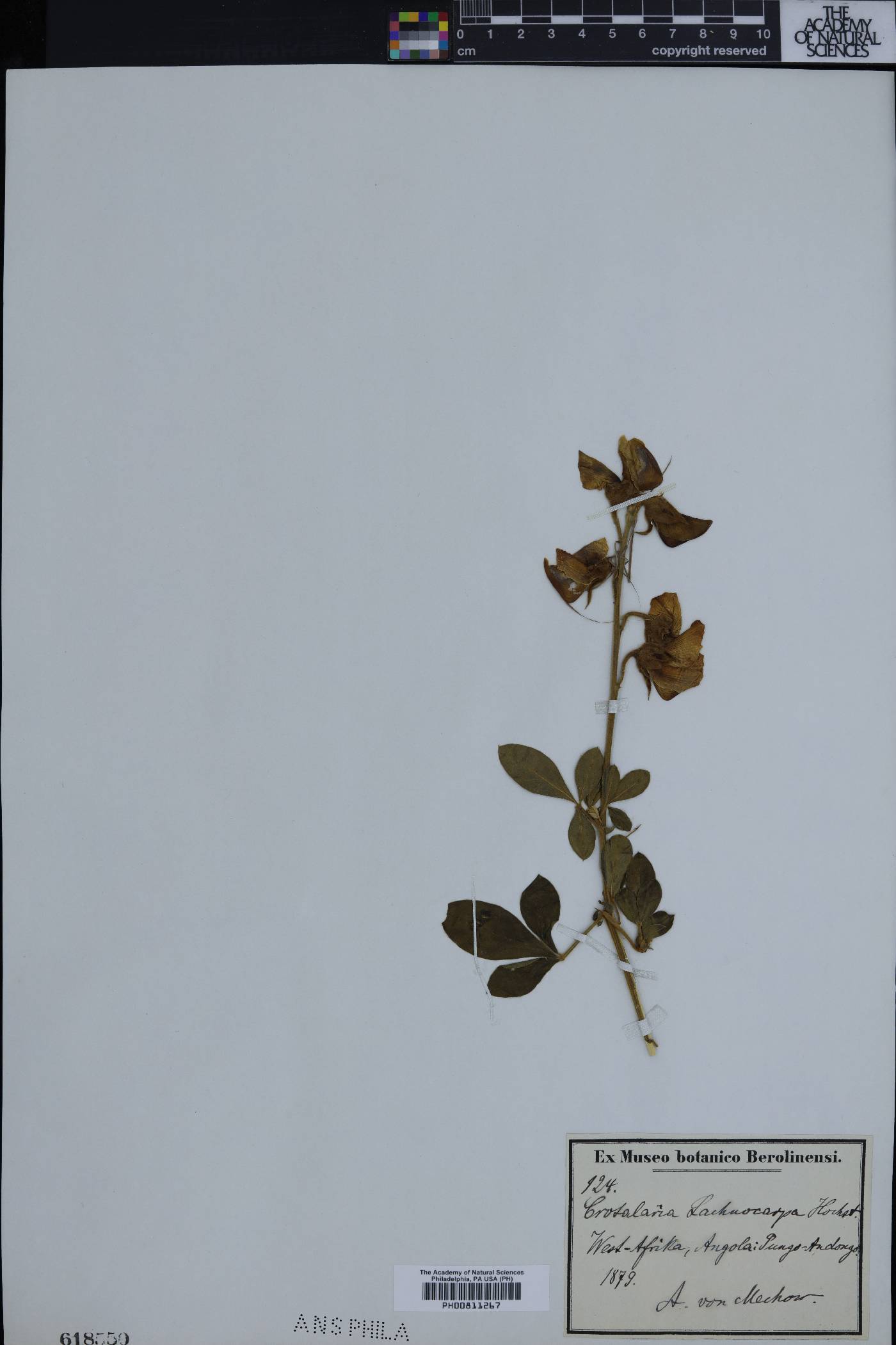 Crotalaria lachnophora image