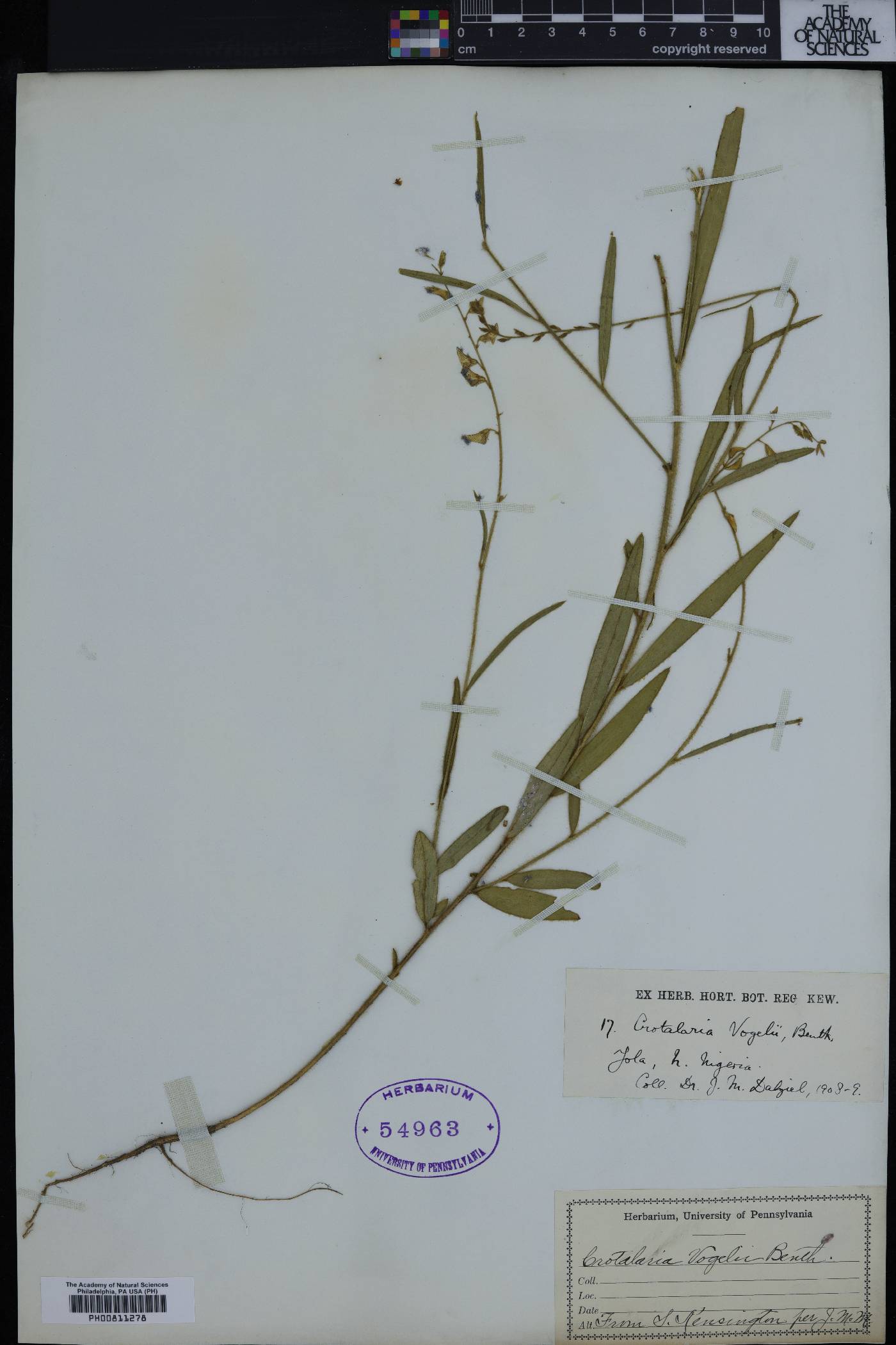 Crotalaria leprieurii image