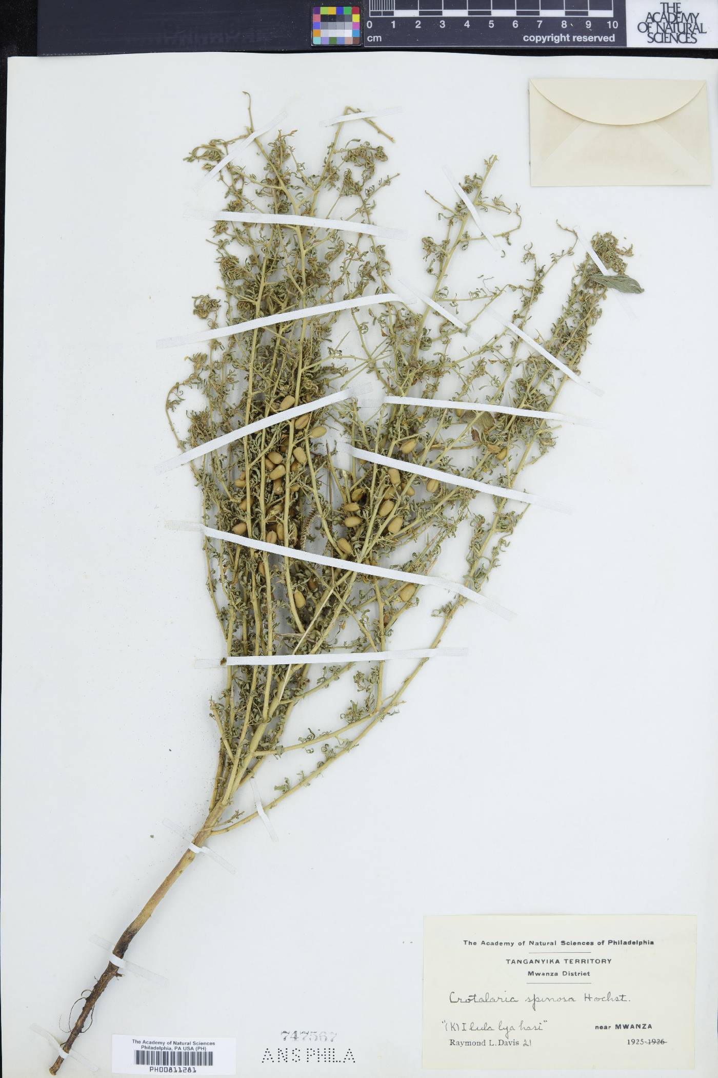 Crotalaria spinosa image