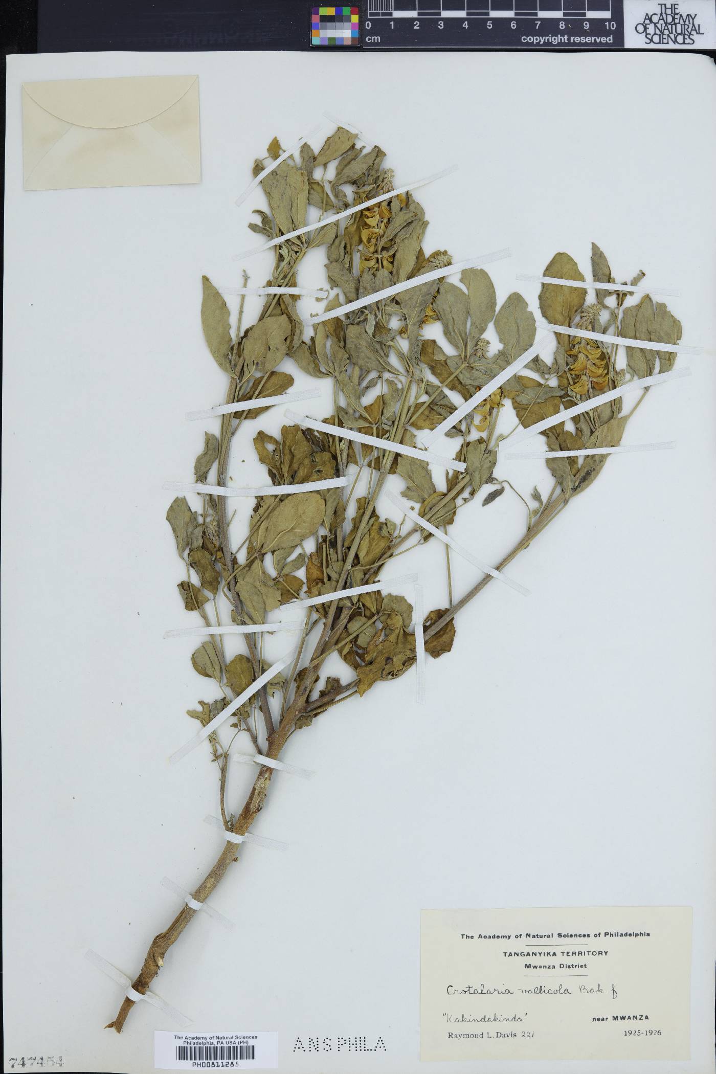 Crotalaria vallicola image