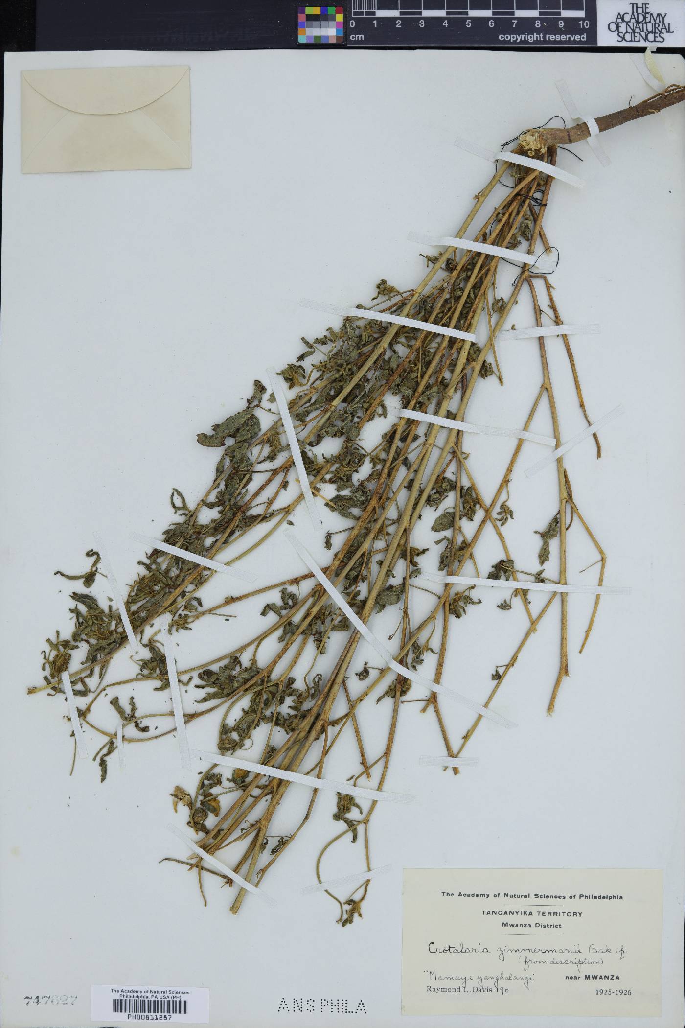 Crotalaria barkae subsp. zimmermannii image