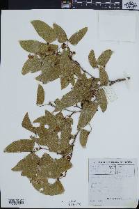 Colophospermum mopane image