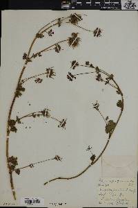 Pelargonium grossularioides image