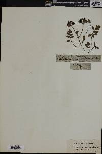 Image of Pelargonium auritum