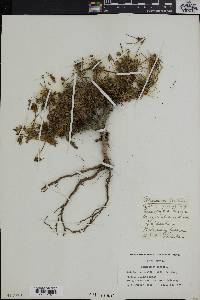 Pelargonium hirtum image