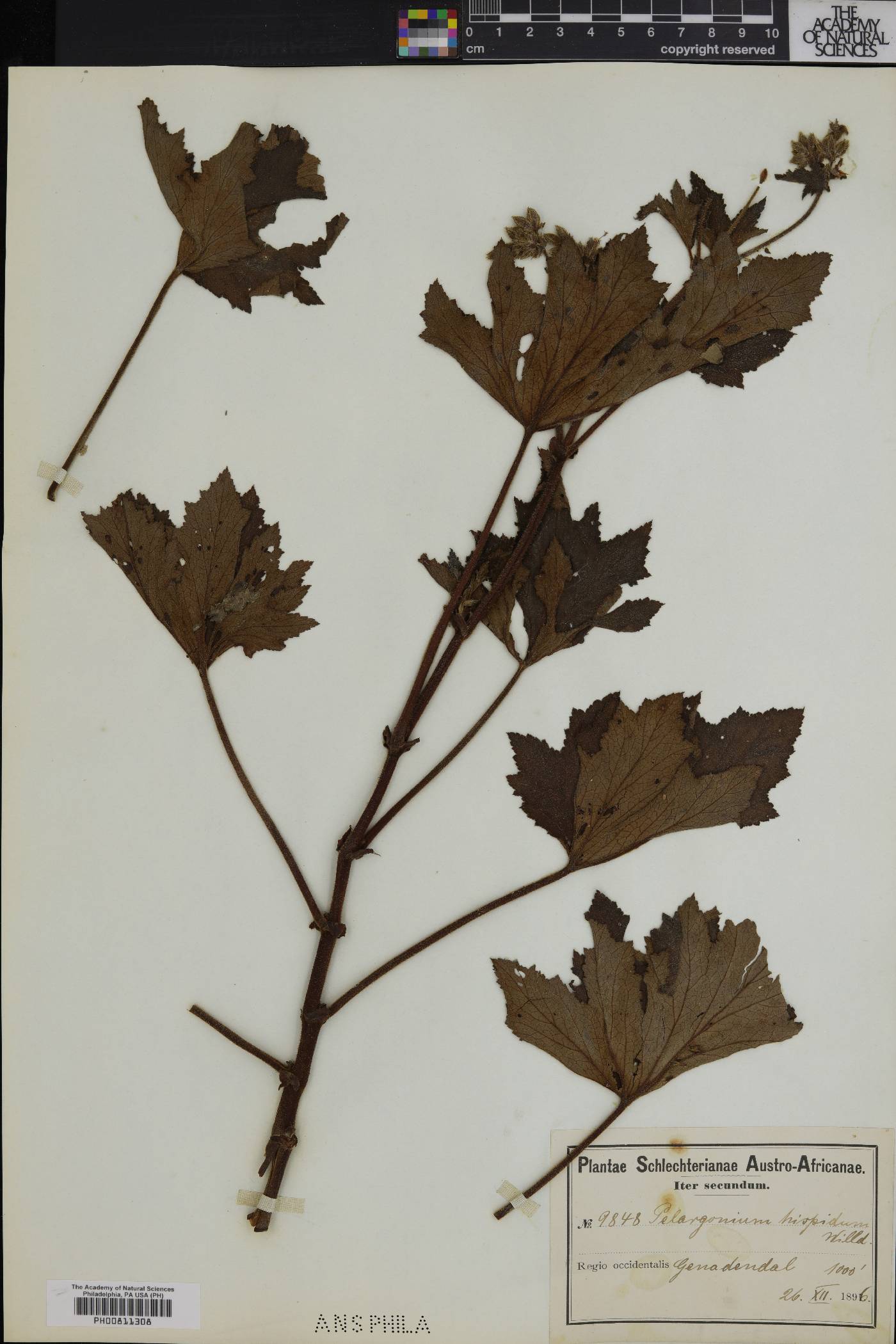 Pelargonium hispidum image