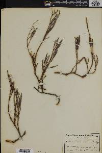 Pelargonium laevigatum image