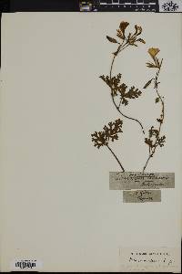 Image of Pelargonium longicaule