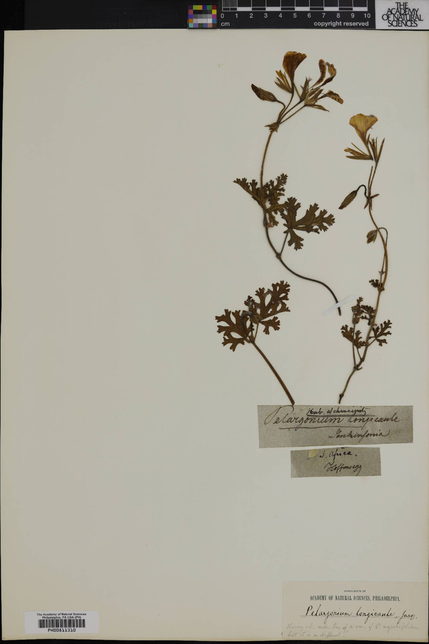 Pelargonium longicaule image