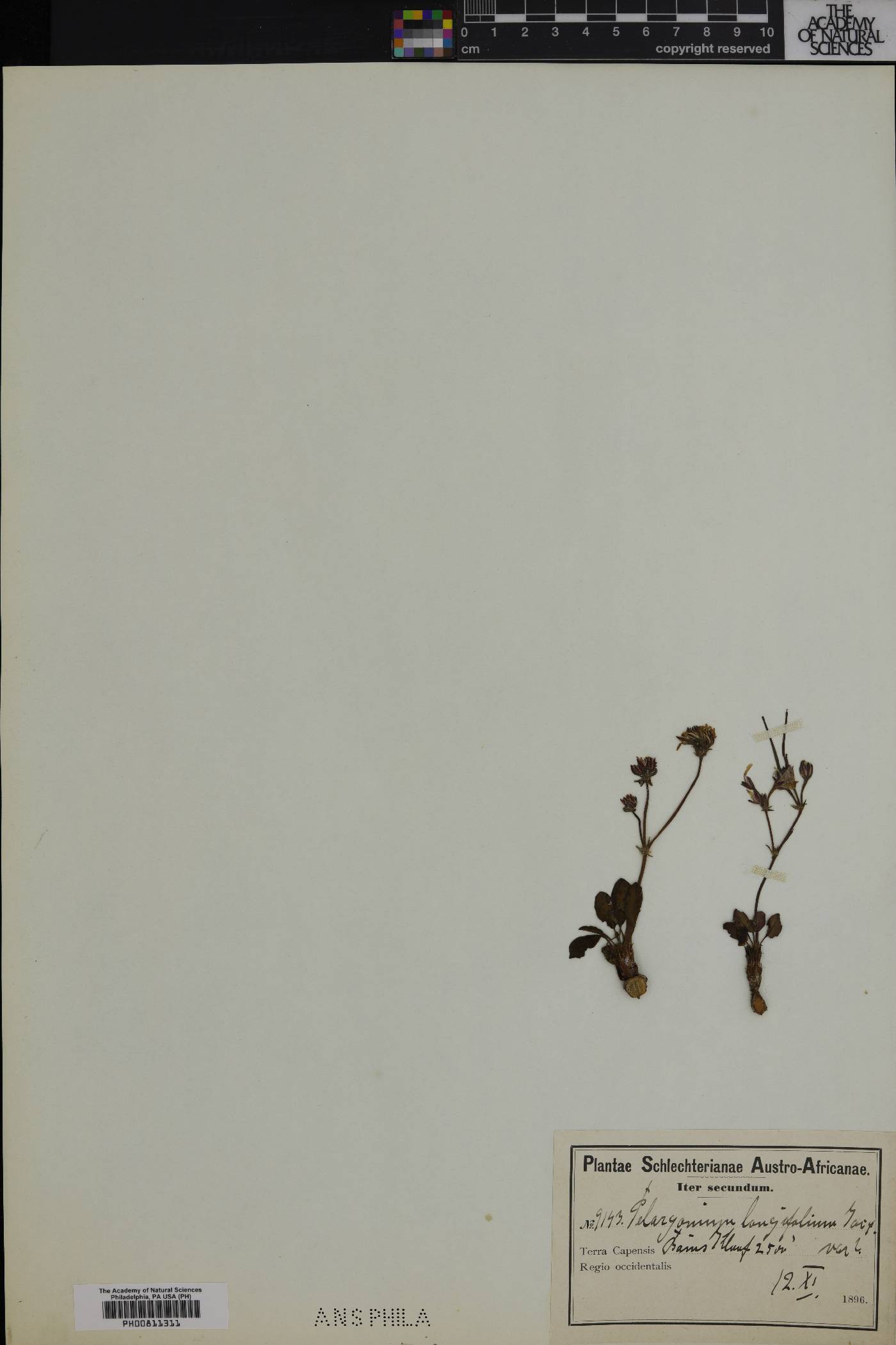 Pelargonium longifolium image