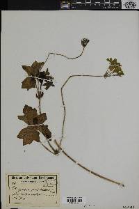 Image of Pelargonium multibracteatum